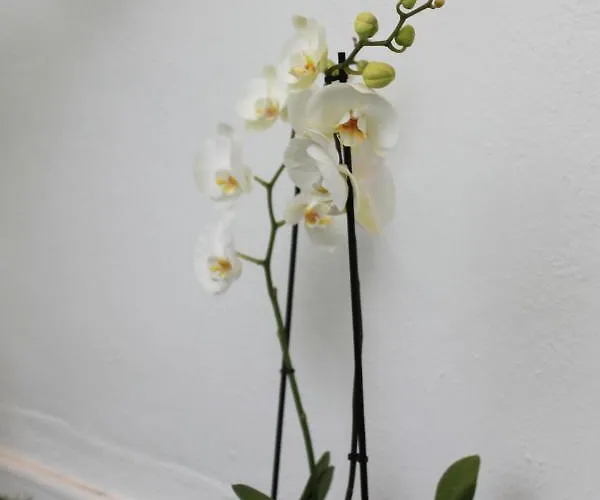 Apartment Capitan 1 *